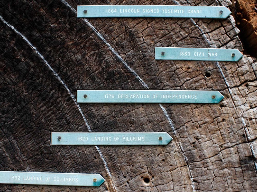 This cross section of a sequoia in Yosemite National Park in California has light blue markers identifying the dates of tree rings. 