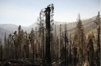 The Alder Creek sequoia grove, near Springville, Calif., in the aftermath of the Castle fire in 2020. (Al Seib / Los Angeles Times)